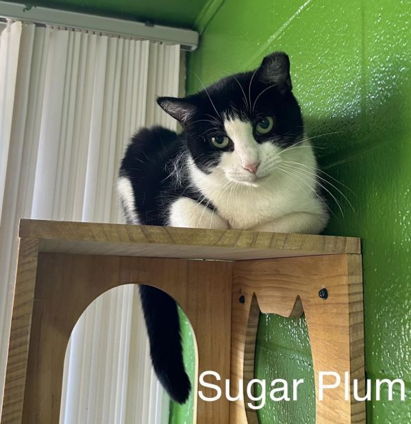 Sugar Plum is a Domestic Short Hair mix cat, available for adoption in Jim Thorpe, PA.