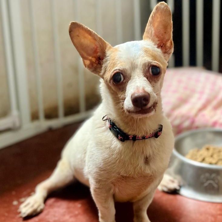 Chico is a Chihuahua dog, available for adoption in Las Jarretaderas, NAY.