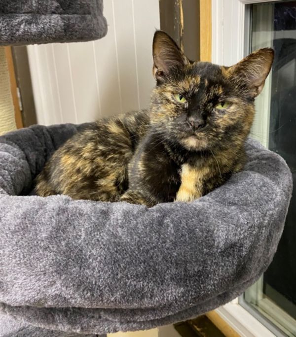 Ruby is a Domestic Short Hair mix cat, available for adoption in Portland, IN.