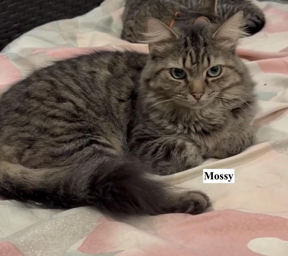 Mossy is a Domestic Medium Hair cat, available for adoption in New Cumberland, WV.