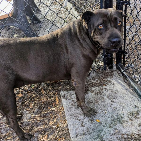 Sarah is a Shar-Pei and Mixed Breed dog, available for adoption in Port Charlotte, FL.