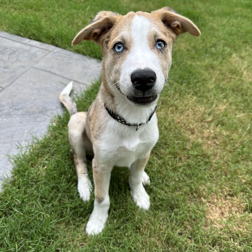 Cameron is a Mixed Breed dog, available for adoption in Charlotte, NC.