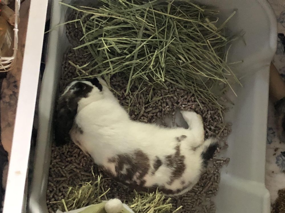 Sushi is a Rex and Bunny Rabbit available for adoption in FOLEY, AL.