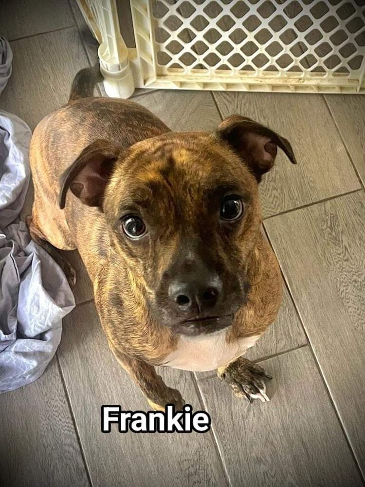 Frankie is a Boston Terrier dog, available for adoption in Cape Coral, FL.