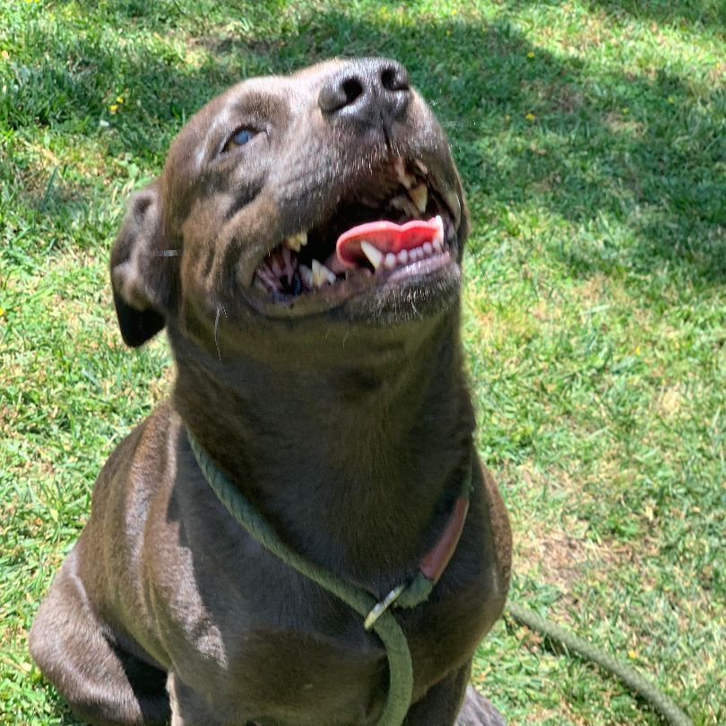 Benji is a Labrador Retriever and Pit Bull Terrier dog, available for adoption in Ontario, CA.