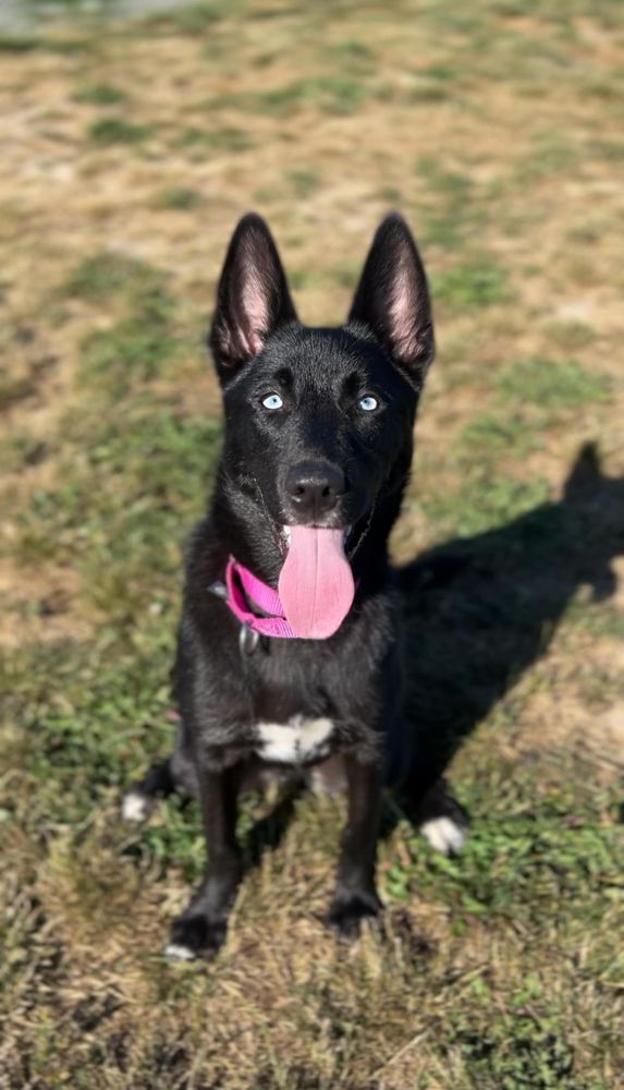 Lilith is a Husky mix dog, available for adoption in Port Angeles, WA.