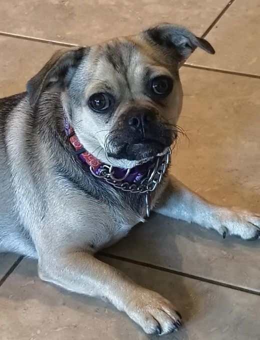 Cocoa is a Pug mix dog, available for adoption in San Diego, CA.