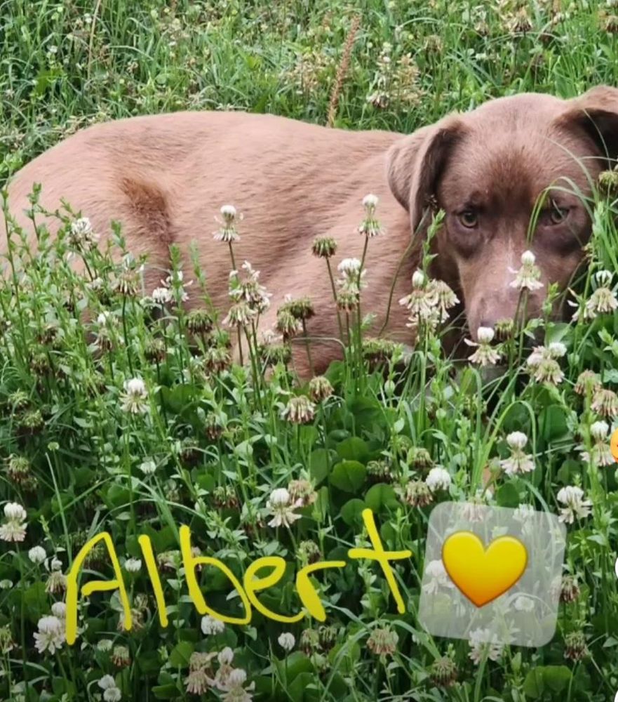 Albert – A Sweet, Loving Boy Looking for His Forever Home! is a Chocolate Labrador Retriever mix dog, available for adoption in Corinth, MS.