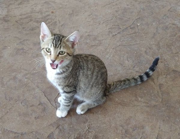 Hobbes is a Domestic Short Hair cat, available for adoption in O'Fallon, MO.