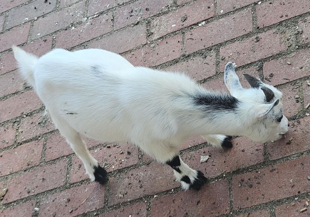 Boys is a Nigerian Dwarf goat, available for adoption in callao, VA.