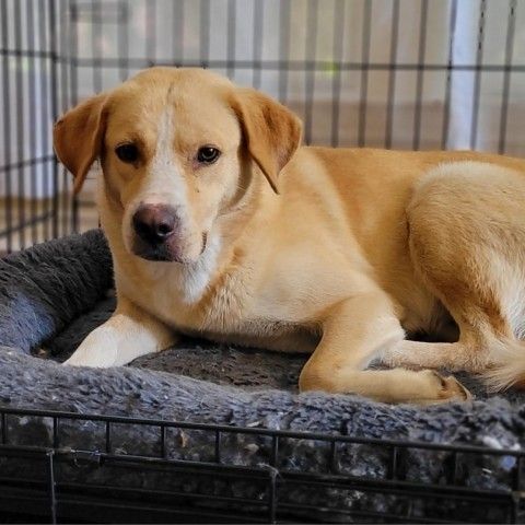 Ava is a Yellow Labrador Retriever dog, available for adoption in Wadena, MN.