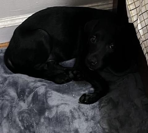 Sage is a Labrador Retriever mix dog, available for adoption in Albany, NY.