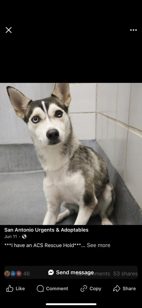 Shelby is a Siberian Husky mix dog, available for adoption in Pittsburgh, PA.