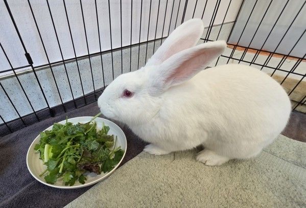 Dr. Pepper is a Bunny Rabbit mix available for adoption in Santa Rosa, CA.