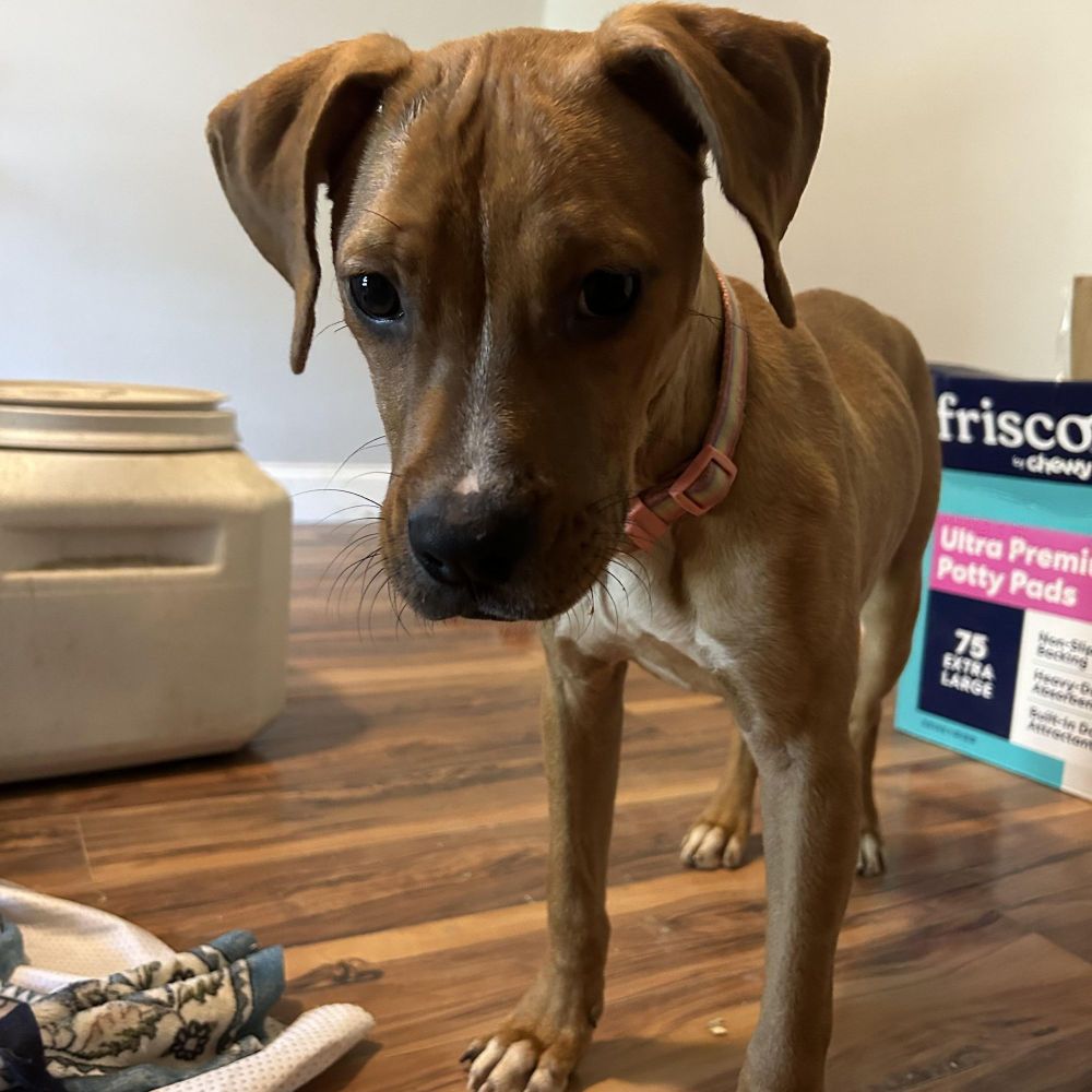 Latte is a Boxer and Pit Bull Terrier dog, available for adoption in Waggaman, LA.