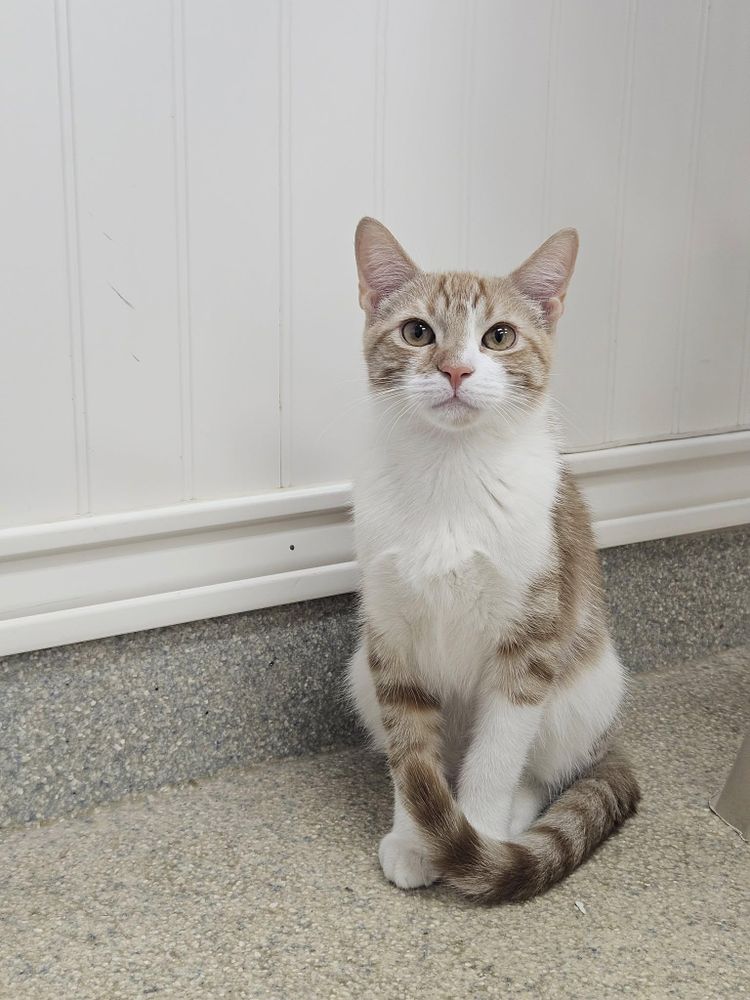 Bruno is a Domestic Short Hair cat, available for adoption in Westbrook, CT.