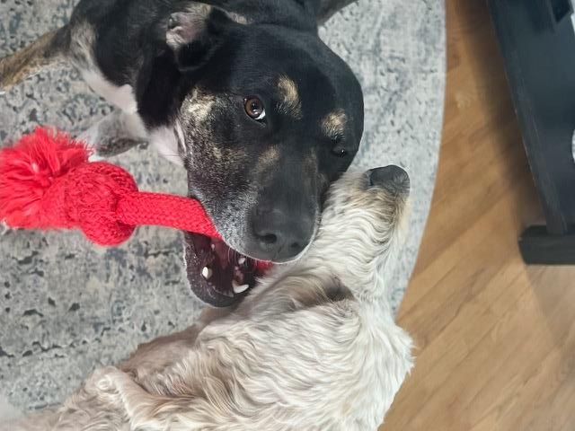 Pip is a Cattle Dog and Labrador Retriever available for adoption in Aspen, CO.