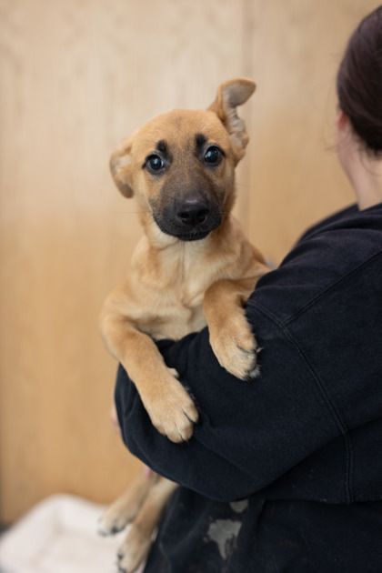 Arrow is a Shepherd and Mixed Breed dog, available for adoption in Morton Grove, IL.