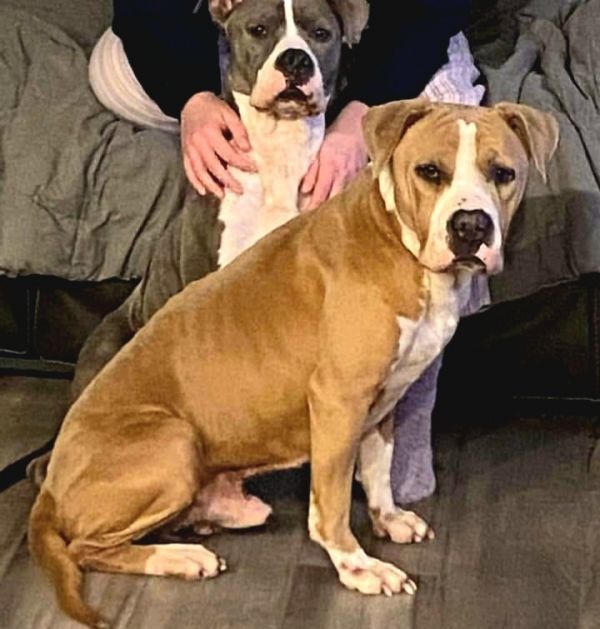 Otis is a Pit Bull Terrier dog, available for adoption in Arlee, MT.