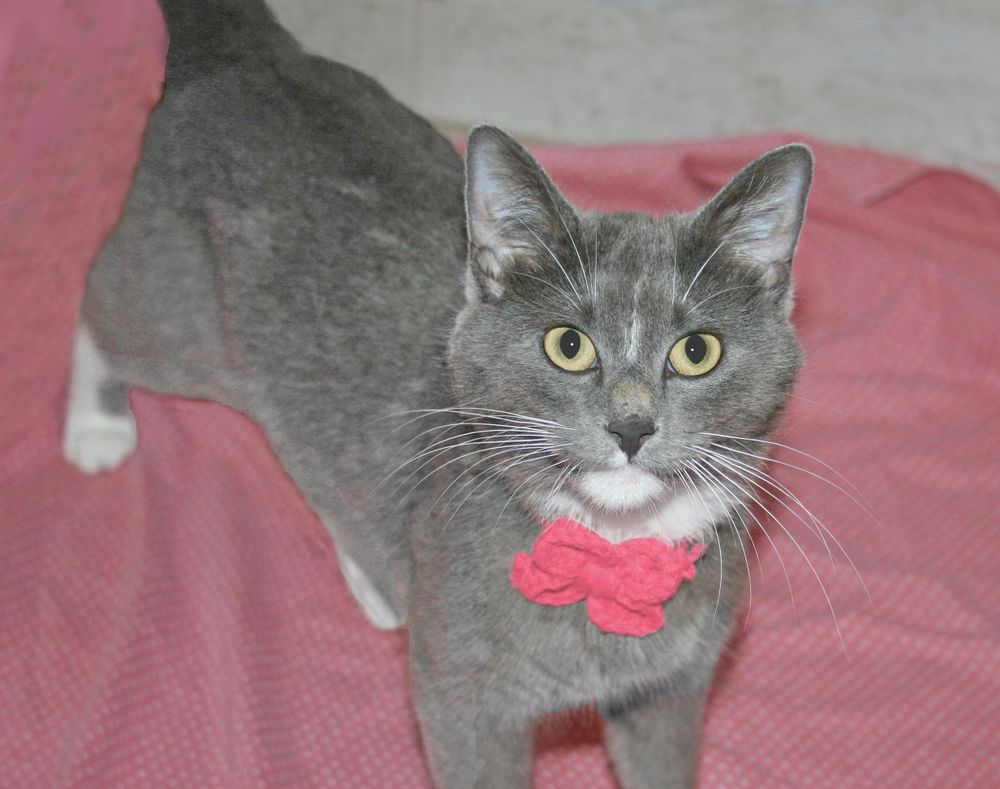 Lulu is a Domestic Short Hair and Tuxedo cat, available for adoption in Victoria, MN.