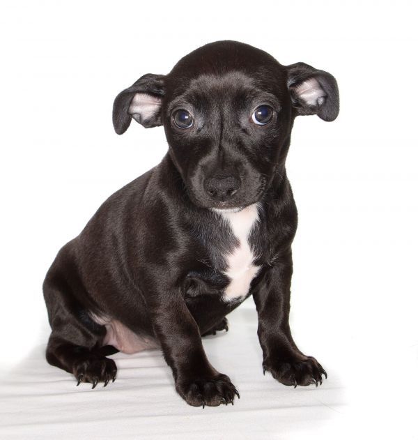 Tonya is a Chihuahua and Dachshund dog, available for adoption in Oakland Park, FL.