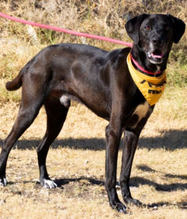Buster is a Black Labrador Retriever mix dog, available for adoption in Plano, TX.