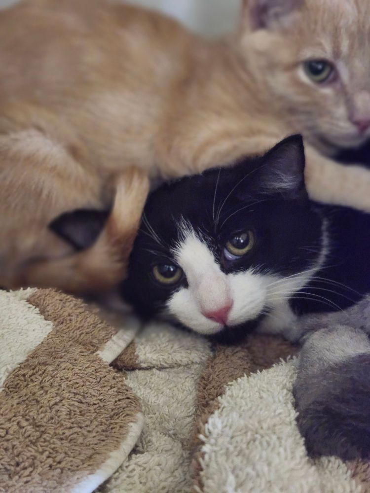 Chaos is a Domestic Short Hair cat, available for adoption in Cosby, TN.