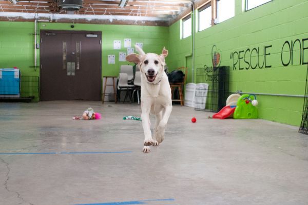 Doug is a Hound mix dog, available for adoption in Elmsford, NY.