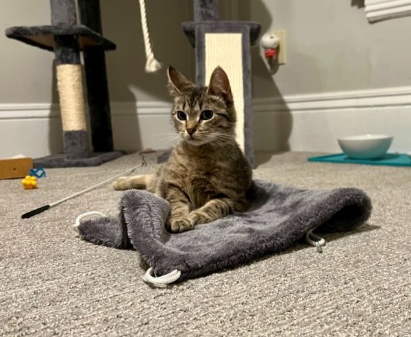 Missi is a Domestic Short Hair mix cat, available for adoption in Minneapolis, MN.
