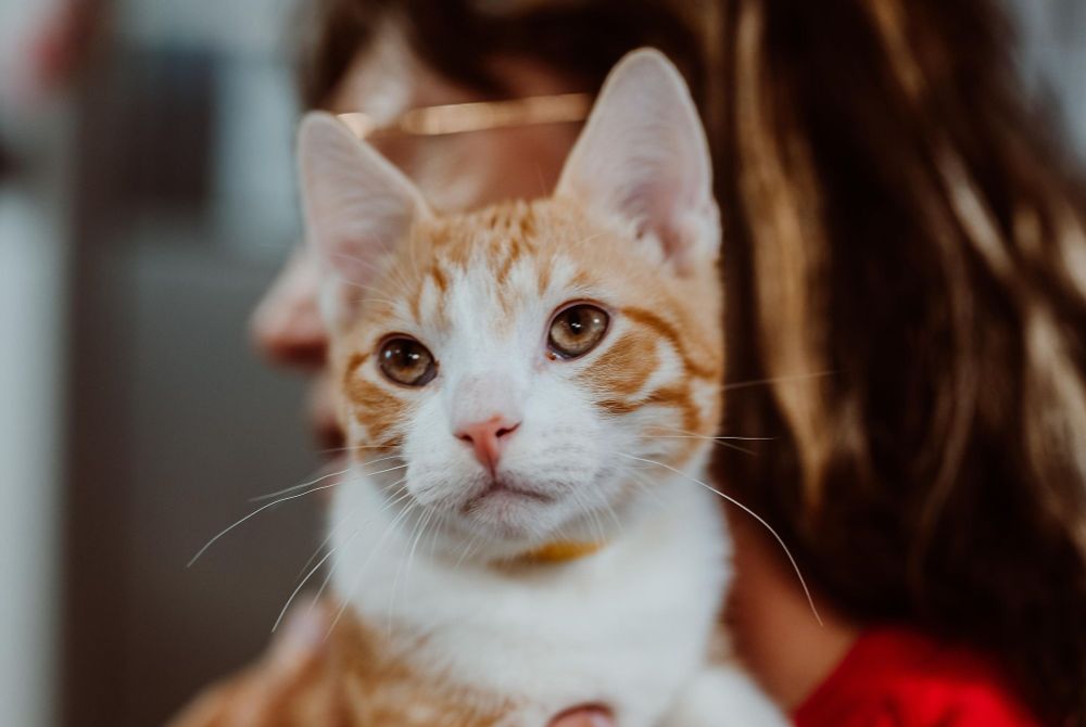 Buckwheat is a Tabby cat, available for adoption in Le Mars, IA.