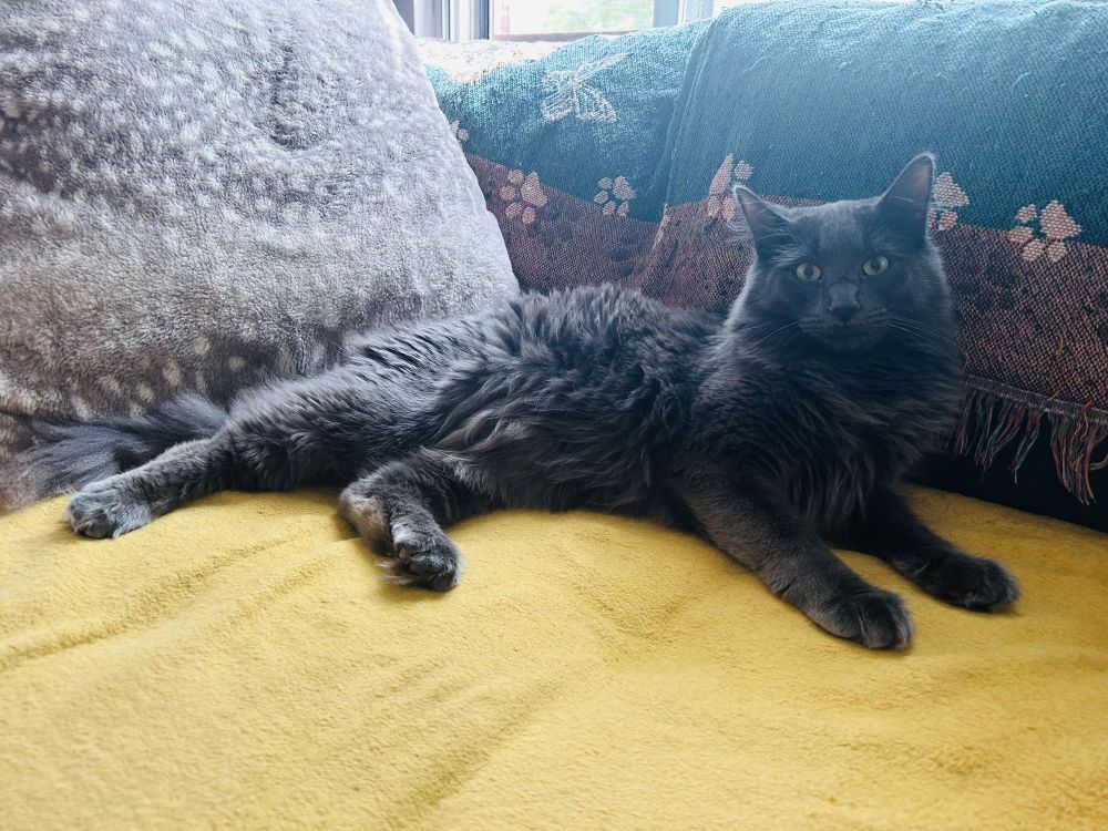 Sampson and Reggie (Bonded pair) is a Domestic Medium Hair cat, available for adoption in Oak Park, MI.