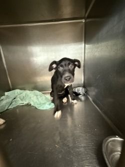 Diamond is a Terrier mix dog, available for adoption in Henderson, KY.