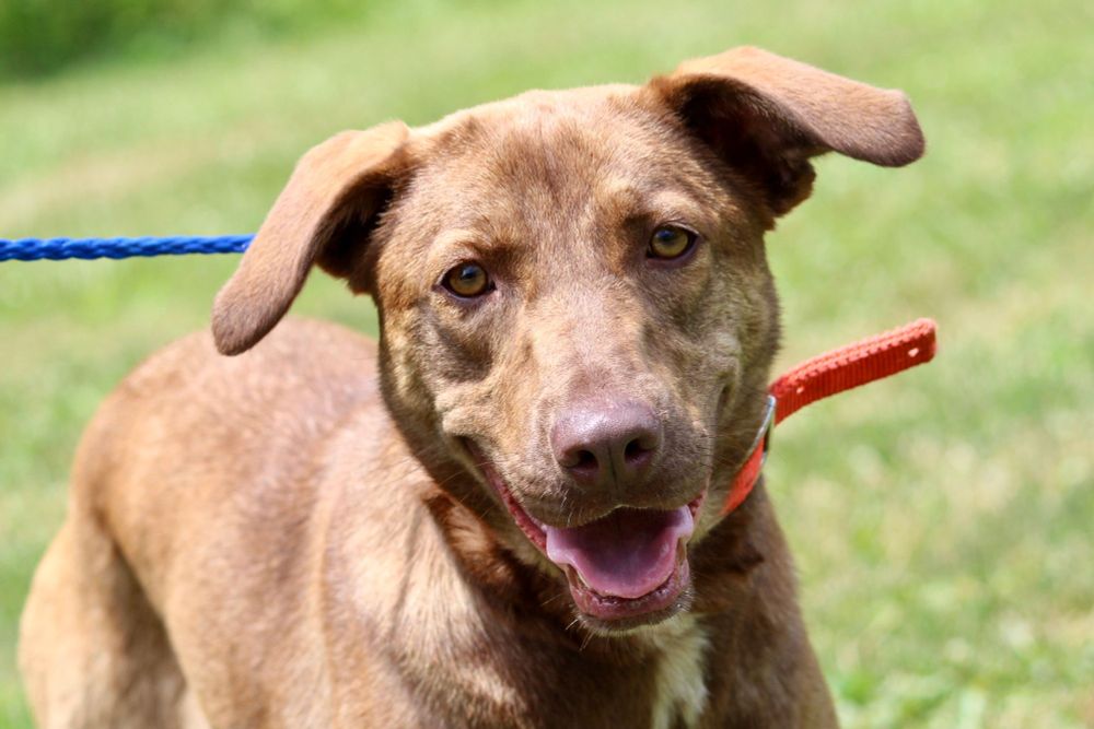BRIAR ROSE is a Mixed Breed dog, available for adoption in Brazil, IN.
