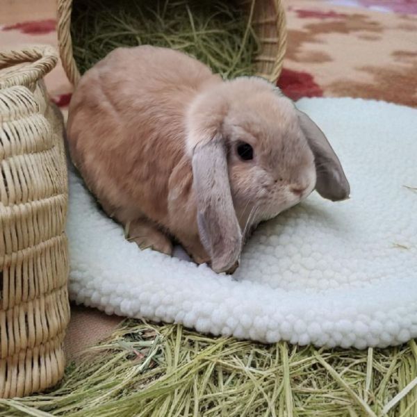 Biscotti is a Holland Lop rabbit, available for adoption in Murrieta, CA.