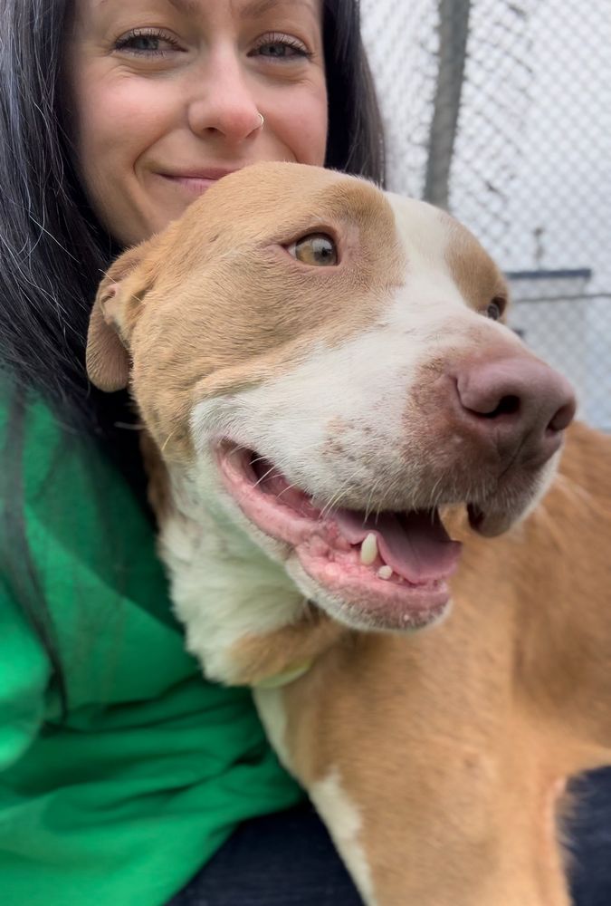 Lovebug is a Pit Bull Terrier dog, available for adoption in Thousand Oaks, CA.