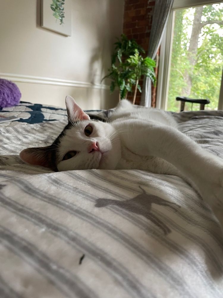 Benji is a Domestic Short Hair cat, available for adoption in Fountain Inn, SC.