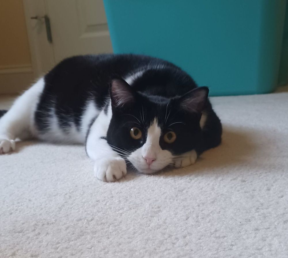 Neptune is a Domestic Short Hair cat, available for adoption in Magnolia, DE.