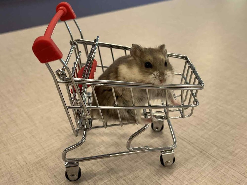 Aristotle is a Dwarf Hamster and Hamster available for adoption in Appleton, WI.