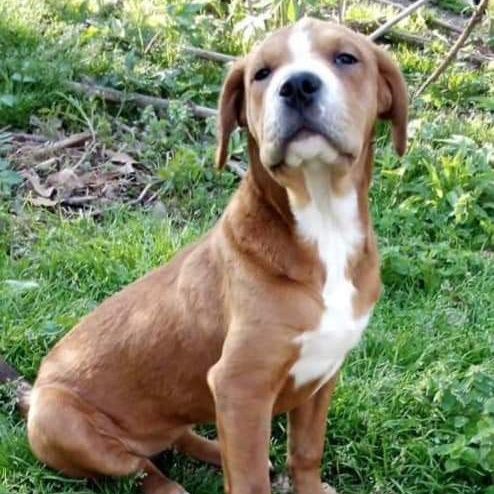 Holly is a Labrador Retriever and Boxer dog, available for adoption in East Dundee , IL.