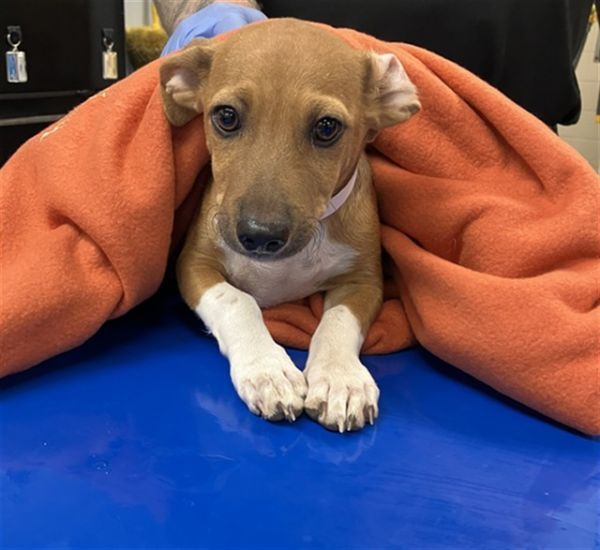 PATTON is a Parson Russell Terrier and Chihuahua dog, available for adoption in Phoenix, AZ.