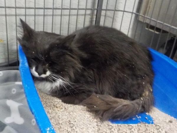 Prince is a Domestic Short Hair cat, available for adoption in Athens, AL.