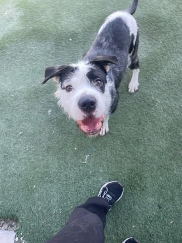 Snickerdoodle is a Terrier mix dog, available for adoption in Rockwall, TX.