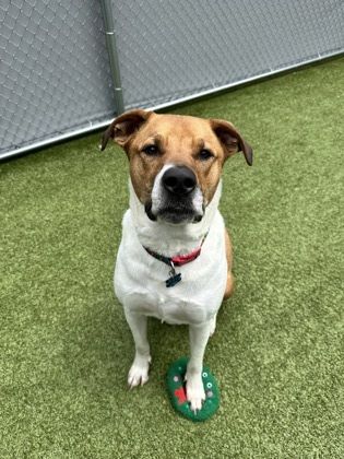 Tyson (in foster) is a Hound and Labrador Retriever dog, available for adoption in Fishers, IN.