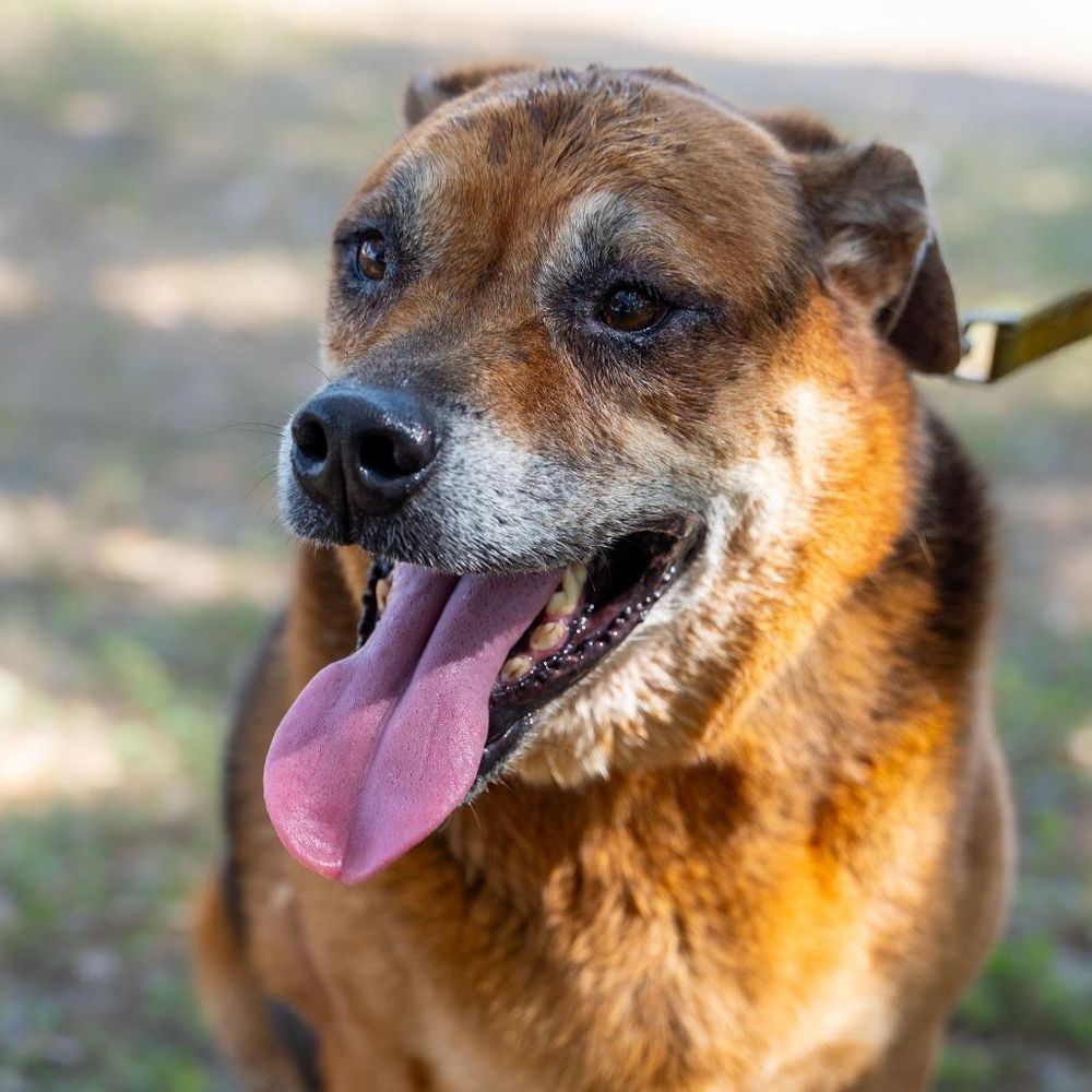 Twix JuM/AG is a Rottweiler and Shepherd dog, available for adoption in Von Ormy, TX.