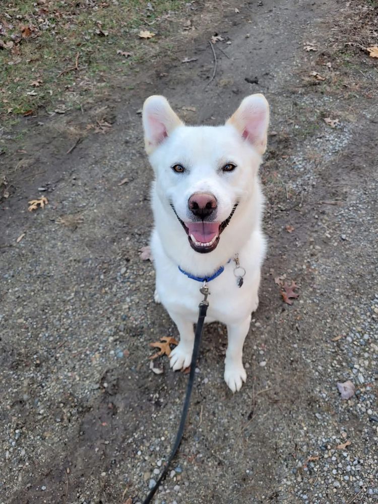 Henry is a Husky mix dog, available for adoption in Grand Rapids, MI.