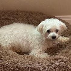 Paul Blart is a Maltese dog, available for adoption in Houston, TX.