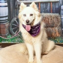Melli is a Husky mix dog, available for adoption in Weatherford, TX.