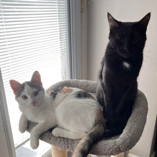 Jack is a Domestic Short Hair cat, available for adoption in Union, MO.