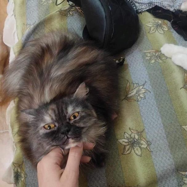 Koki is a Persian cat, available for adoption in Woodbridge, ON.