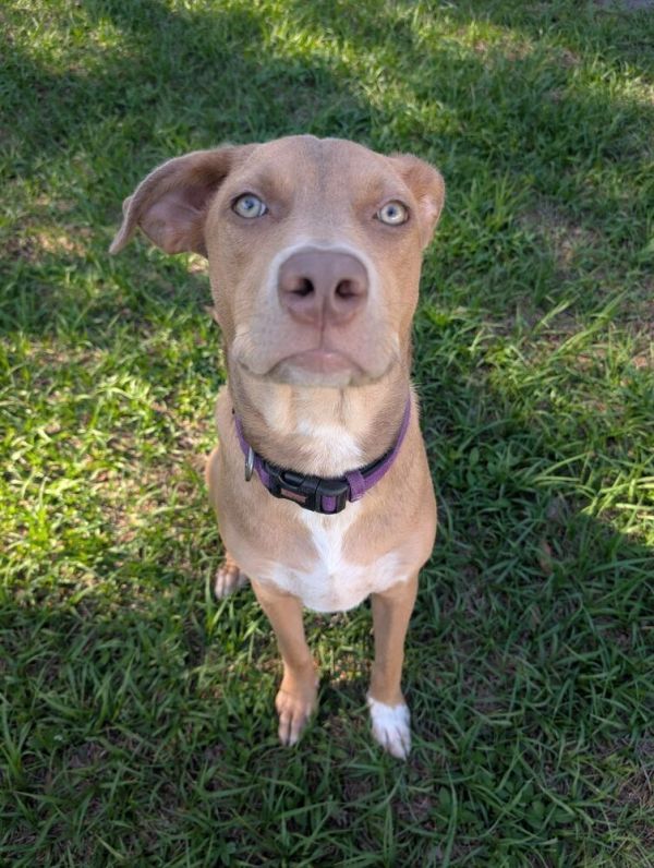 Merlin is a Mixed Breed dog, available for adoption in Orlando, FL.